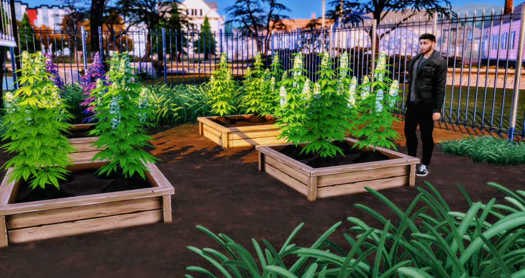 THE SIMS 4 BASEMENTAL DRUGS MOD WEED GROWING GUIDE – WICKED PIXXEL